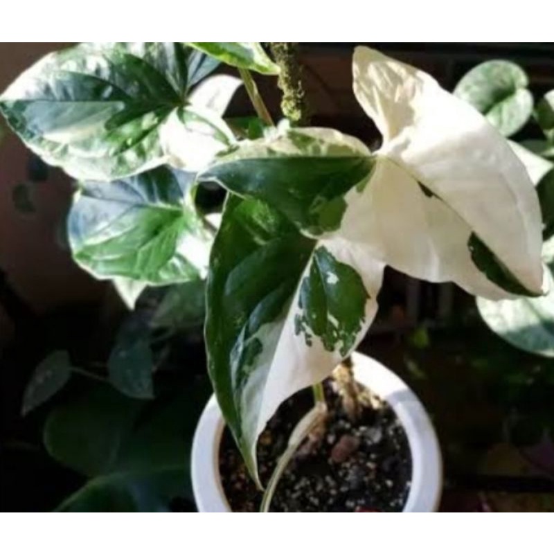 tanaman hias hidup Syngonium Variegata cantik murah