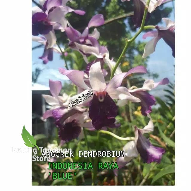 Anggrek dendrobium indonesia raya blue