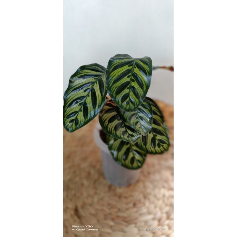 Calathea Makoyana Import