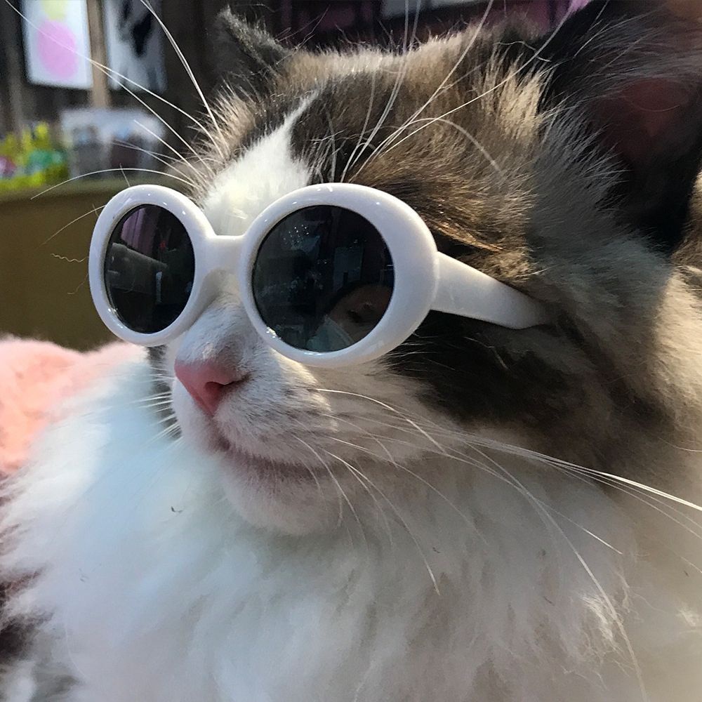 ELEGANT Vintage Cat Sunglasses Cool Cat  Eye-Wear Cat Glasses Pet Accessoires Pet Glasses Round Plastic Pet Products For Small Cat Pets Party Decor