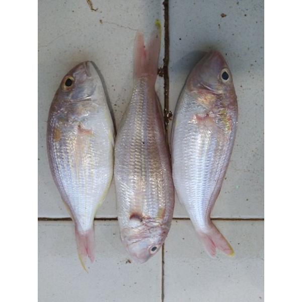 

ikan terisi