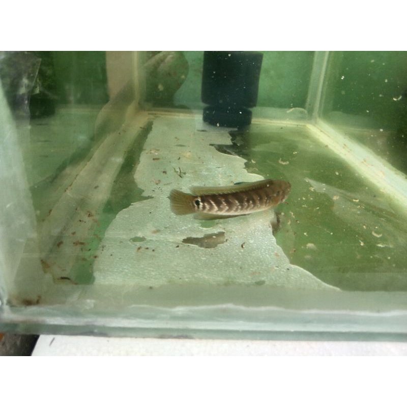 Channa Asiatica WS Pure 9-10 cm