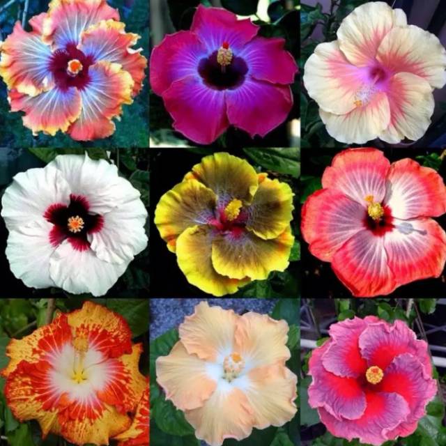 Biji Benih Bunga Hibiscus Kembang Sepatu Warna Langka Rare Hibiscus Seeds Shopee Indonesia