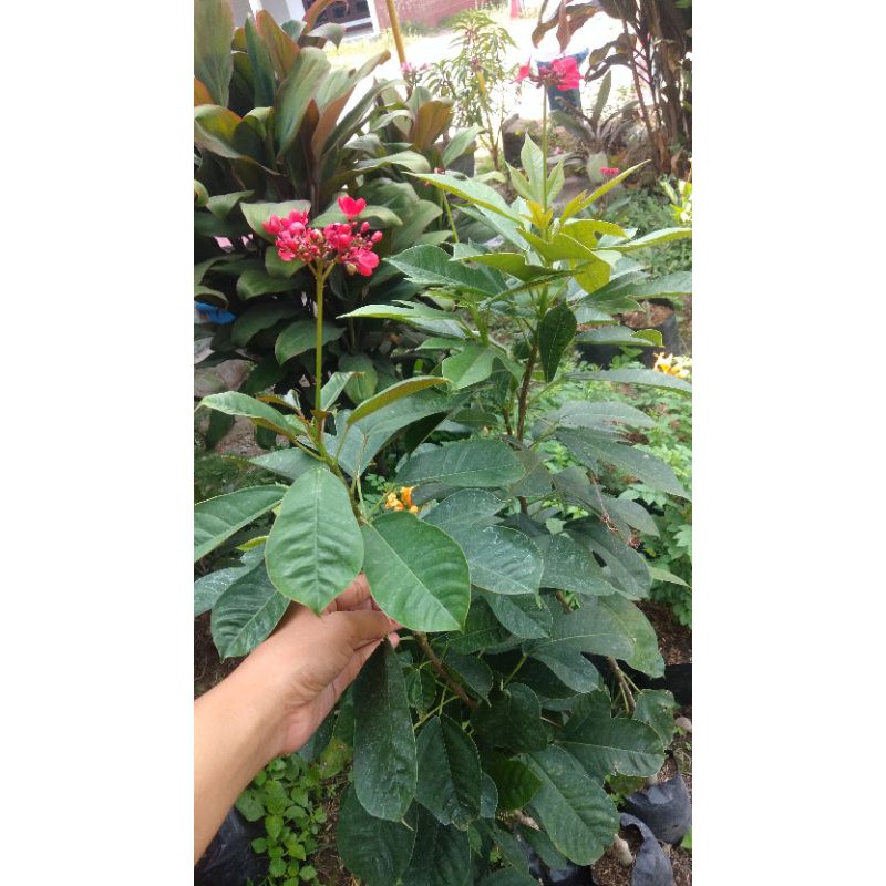 jarak batavia / jathiropa