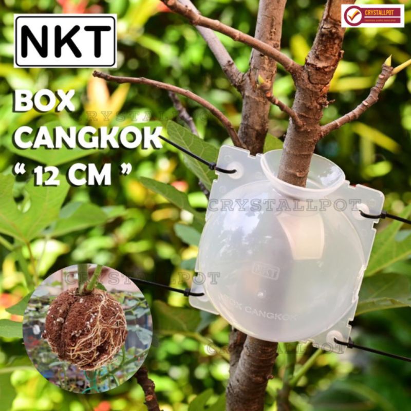 Alat cangkok Tempat pot wadah nkt box cangkok media cangkok 12cm - PACK ISI 3 PCS