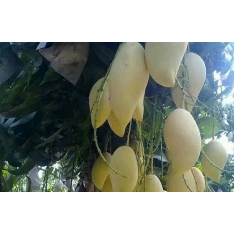 

mangga namdokme
