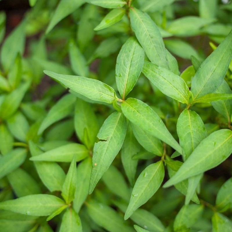 Jual Bibit Tanaman Daun Laksakesumvietnamese Coriander Persicaria