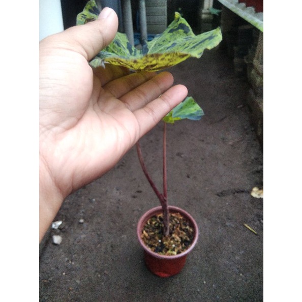 colocasia mojito keladi tanaman murah