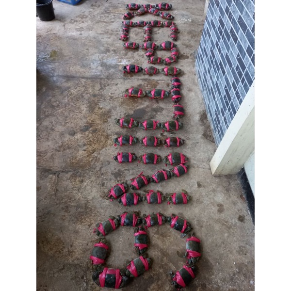 

Kepiting Hijau segar dan Fres 1 Kg isi 10-15