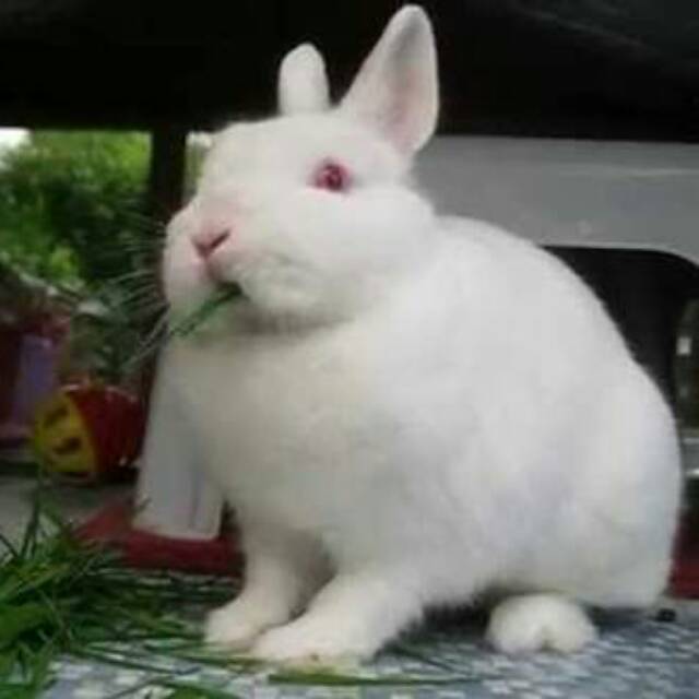 Kelinci Netherland Dwarf Shopee Indonesia