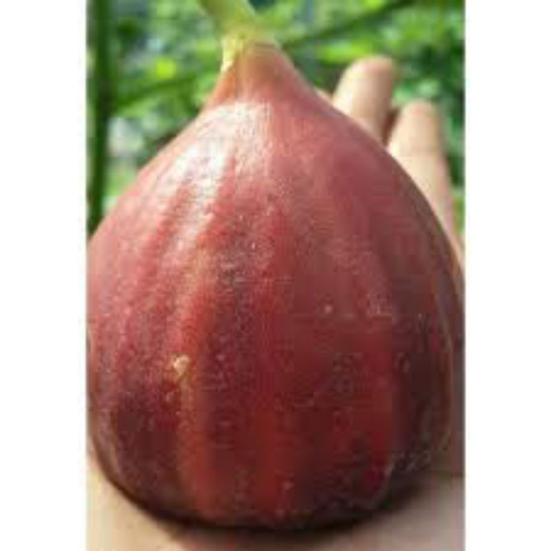 pohon buah tin bibit cangkok buah tin jumbo red palestine