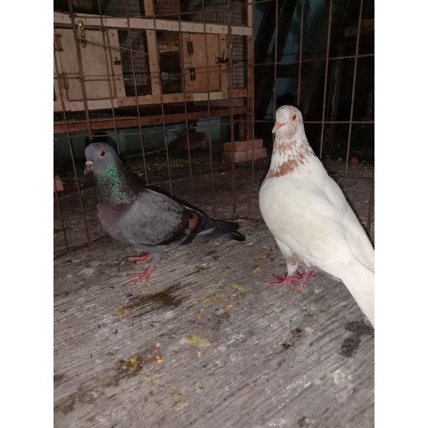 burung merpati cewan siap jodoh dan siap produksi