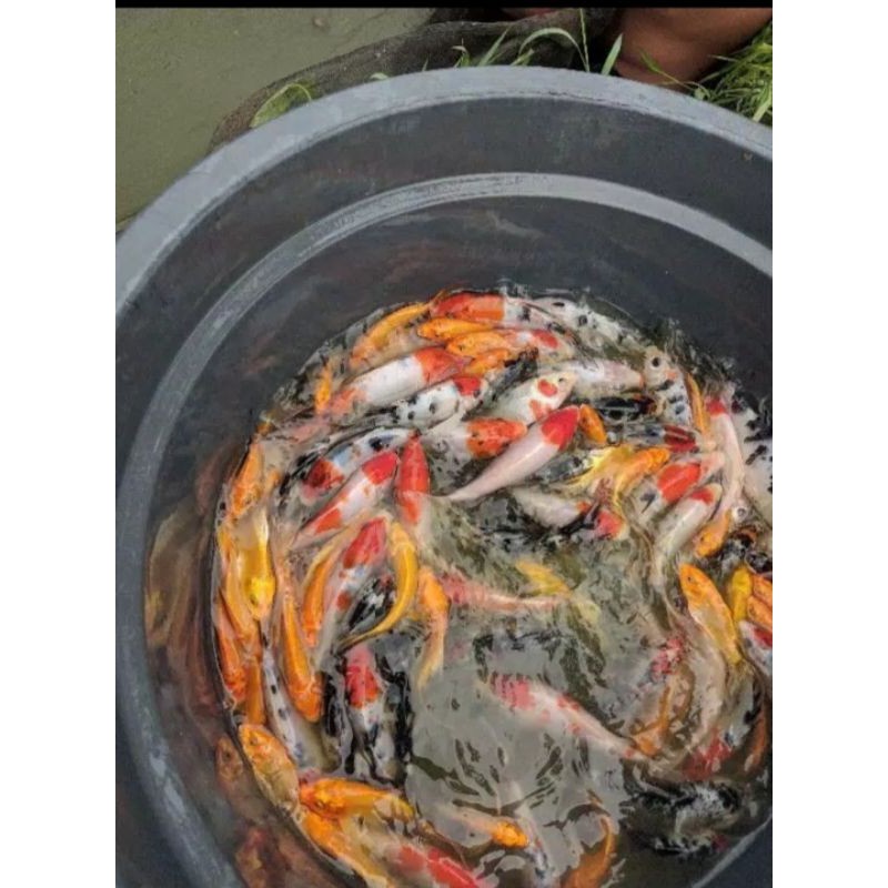 Paket ikan koi per 11 ekor KOHAKU /hitam putih murah berkualitas