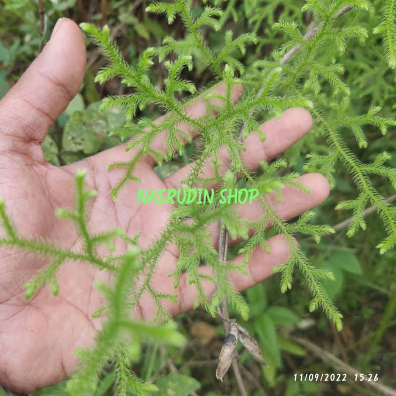 

[Fresh] TANAMAN HIAS PAKU KAWAT PALHINHAEA CERNUA PAKIS KAWAT BUKAN DAUN CEKER AYAM ATAU DAUN CAKAR