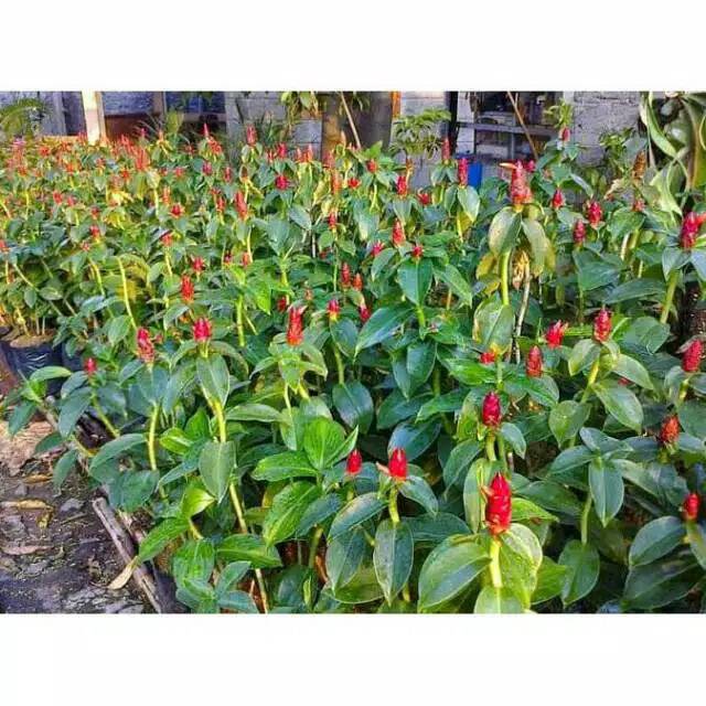 tanaman hias pacing pentul - pacing bunga merah - pohon pacing