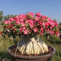 Biji adenium arabicum/arabikum hibrid