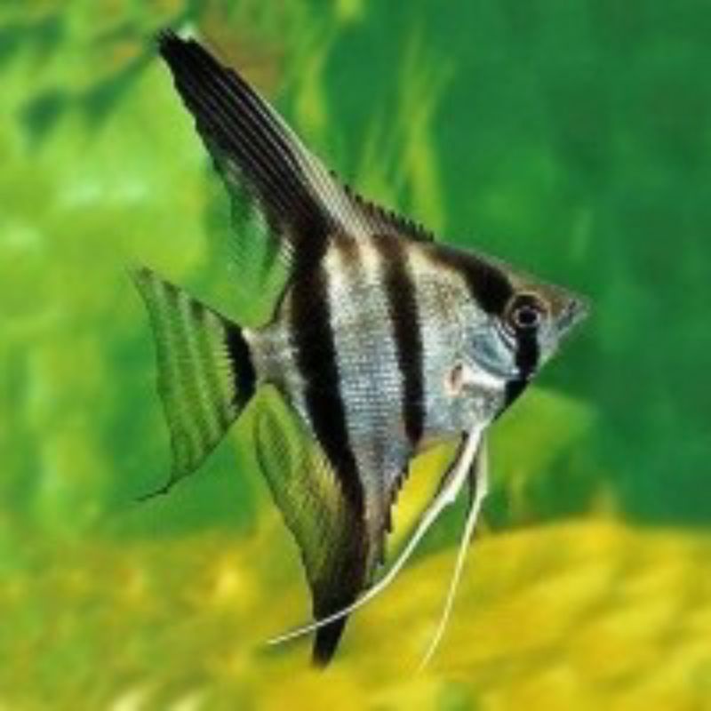 Ikan Manfish Black White BW Aquascape