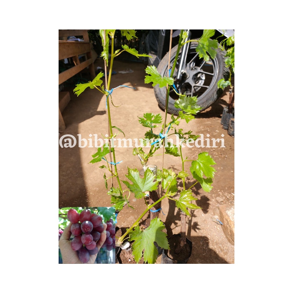 Pohon buah anggur import ninel stek/grafting