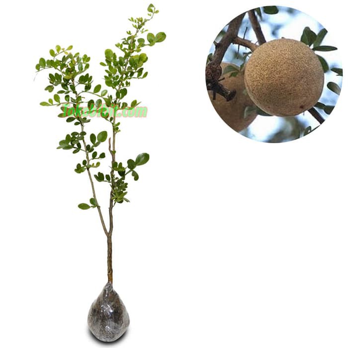 Tanaman Kawista Batu