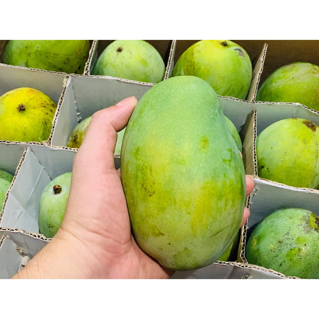 Mangga Harum Manis Istana Harum Manis Super Mangga Harum Manis Asli Shopee Indonesia