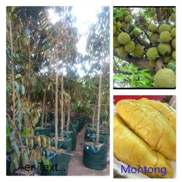 Pohon Durian Montong sudah berbunga