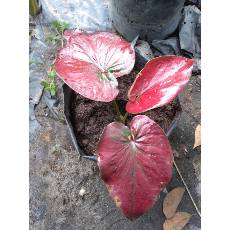 keladi caladium red stardust