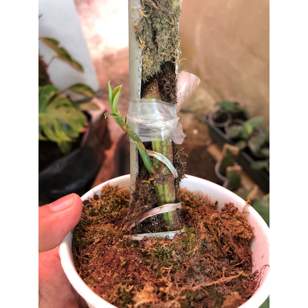 rapidopora eliptifolia varigata rhaphidophora elliptifolia variegata kode 4