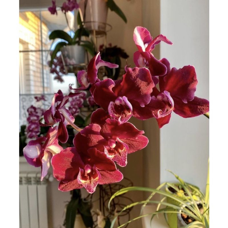 Seedling anggrek dendrobum katrina / Bunga Anggrek hidup/ Tanaman Hias Hidup /Bunga Hias Asli / Bung