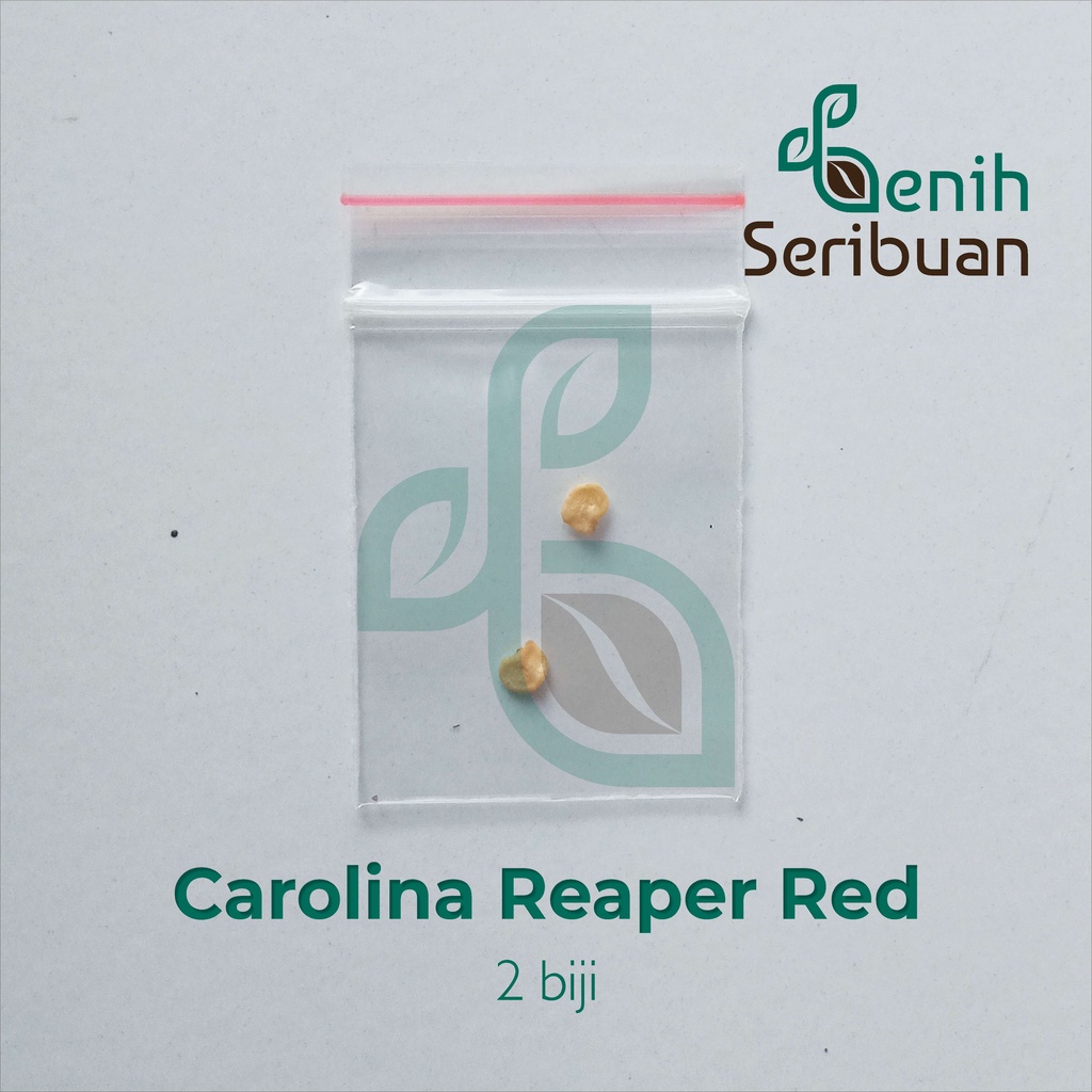 2 Bibit Cabe Carolina Reaper Merah Benih Cabai Rekor Terpedas di Dunia Kualitas Premium Sayuran Red-8