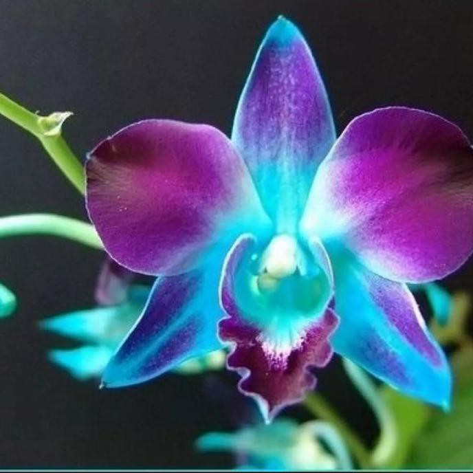 seedling anggrek dendrobium galaxy