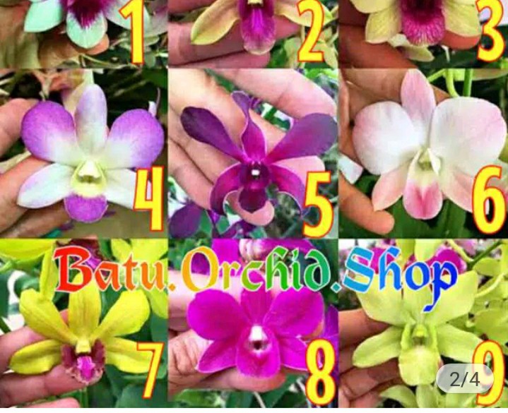 Bibit Anggrek Dendro - Dendrobium Seedling Hybrid