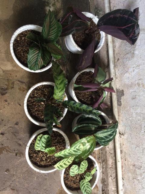 Paket 5 Tanaman Hias Calathea-kalatea