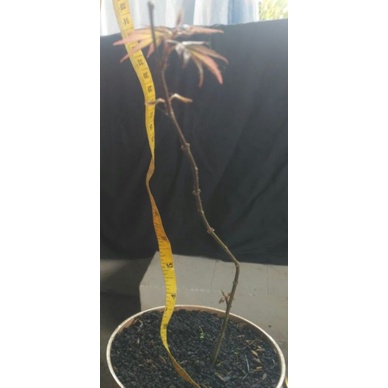 japanese red maple