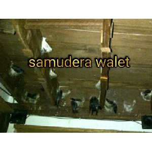 PAKET 4 FLASHDISK Suara Panggil Walet dan Inap Walet Terlaris