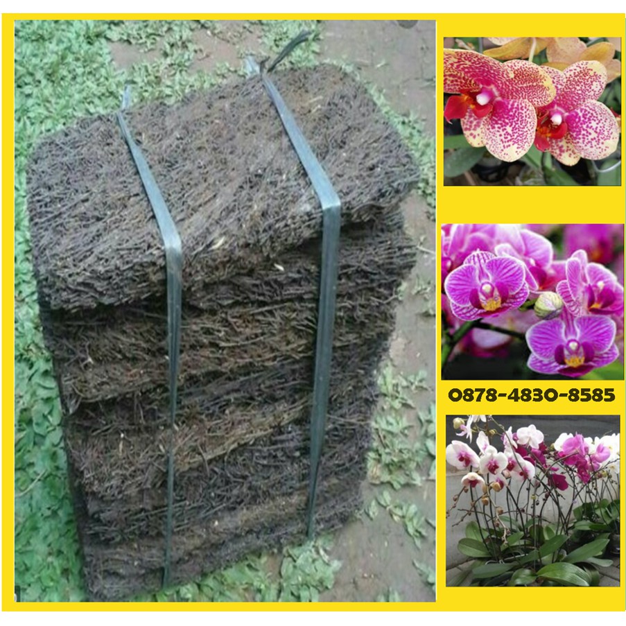 pakis lempeng media tanam anggrek bulan dendrobium pakis lempeng media tanam anggrek bulan dendrobium