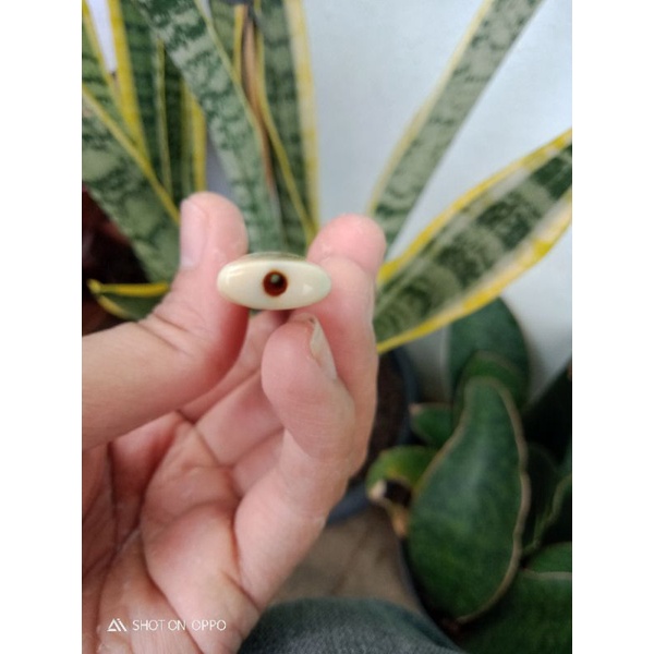 Gading gajah asli serat halus no kulit