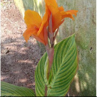 tanaman hias pisang kana varigata pohon pisang cana