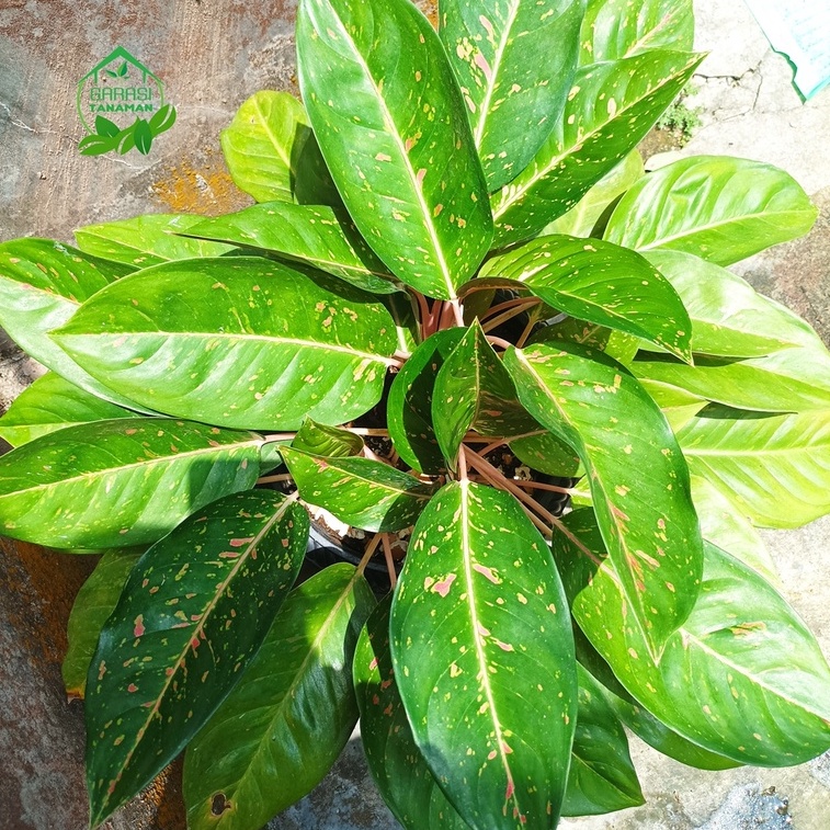 AGLONEMA BIGROY HIJAU/AGLONEMA BIGROY GREEN/AGLAONENA LULAIWAN