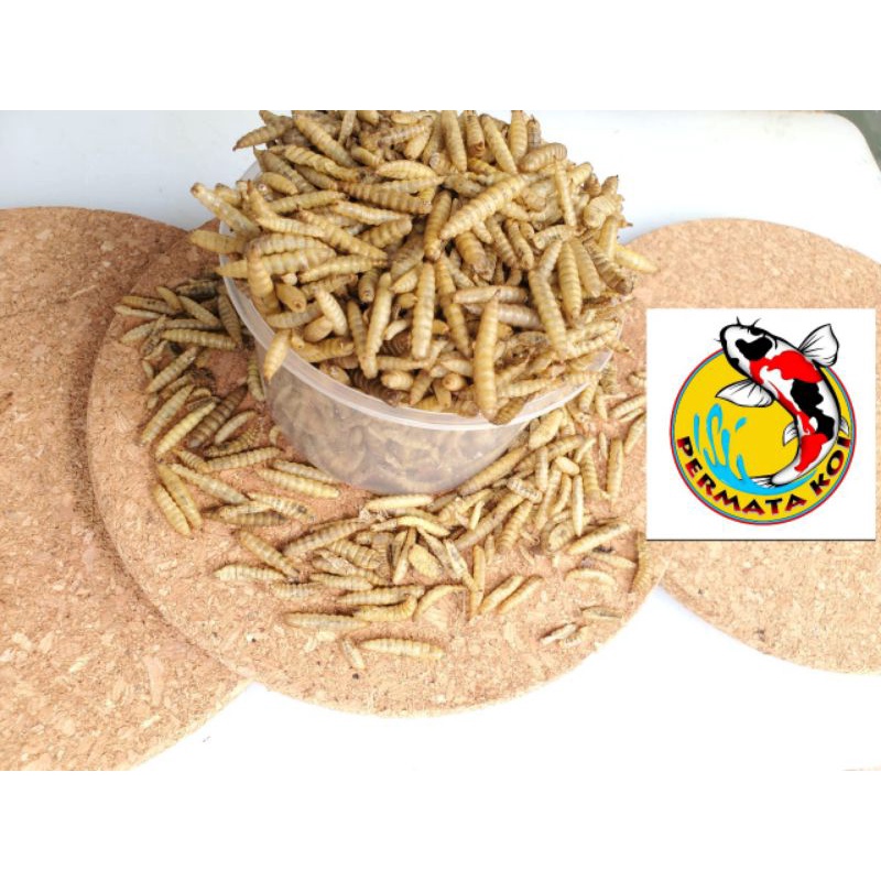 Magot kering kemasan 1kg