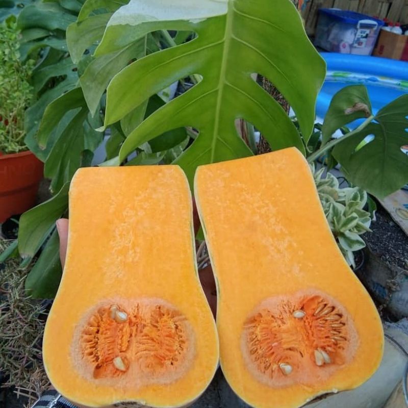 2 Biji - Benih LABU MADU F1 (Butternut squash) CAP PANAH MERAH