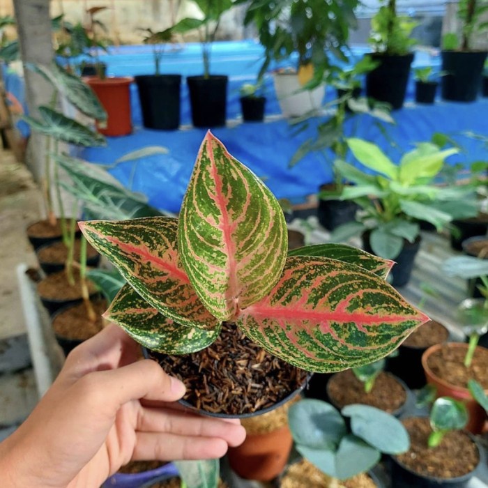 Tanaman hias aglonema widuri anakan