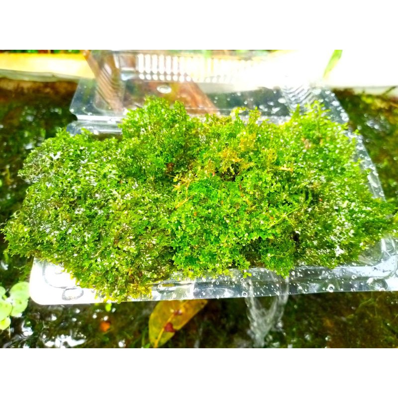 moss ricardia aquascape