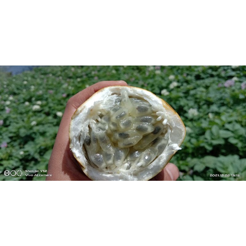 

BUAHMARKISA