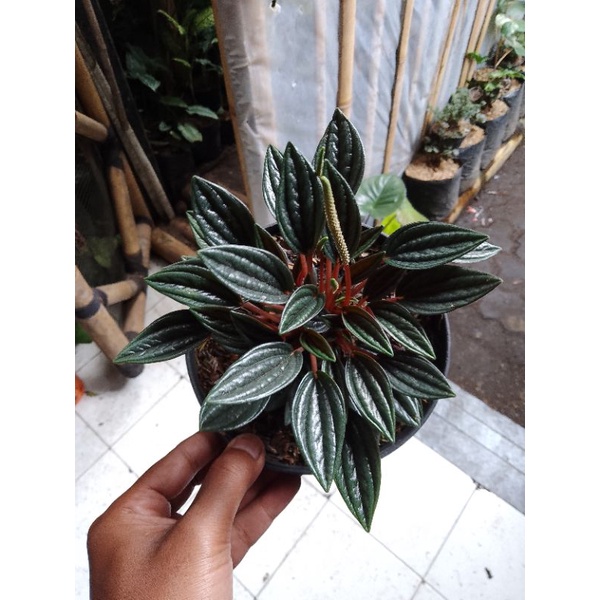 peperomia roso