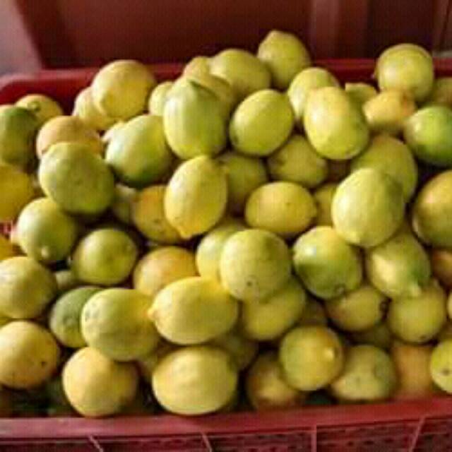 

Lemon lokal segar 1 kg