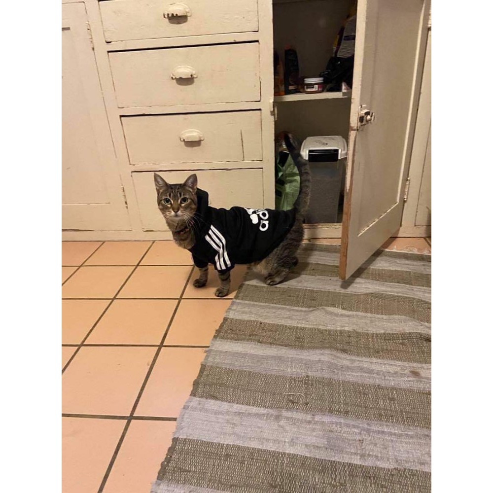 Pakaian Kucing/Anjing Hoodies Adidog