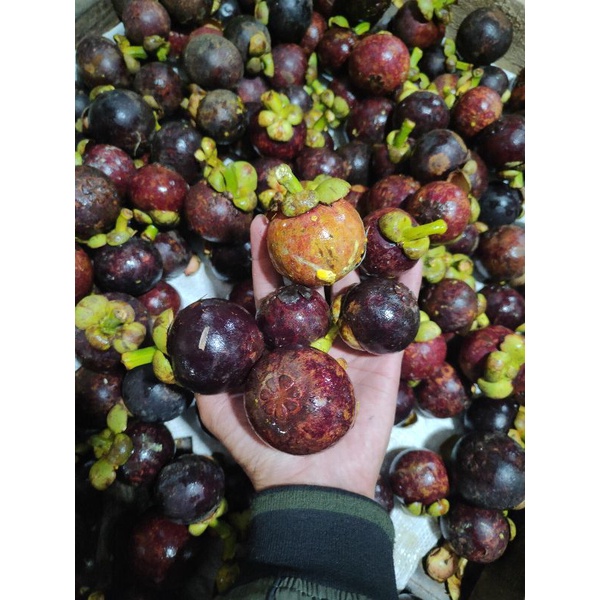 

Buah Manggis 1kg