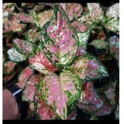

bonggolan tricolor free pot tawon