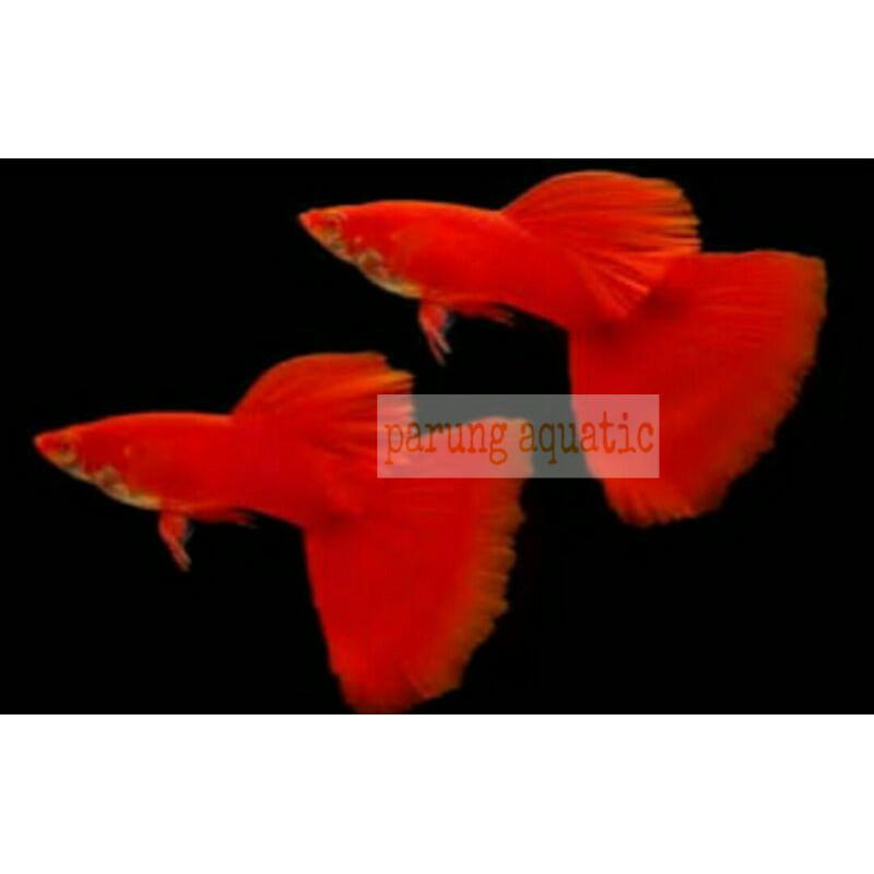 ikan guppy Albino Full Red AFR pasangan