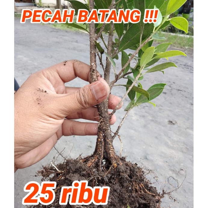 Tanaman KIMENG PECAH BATANG